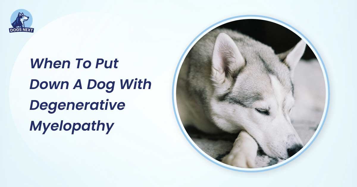 when to put down a dog with degenerative myelopathy