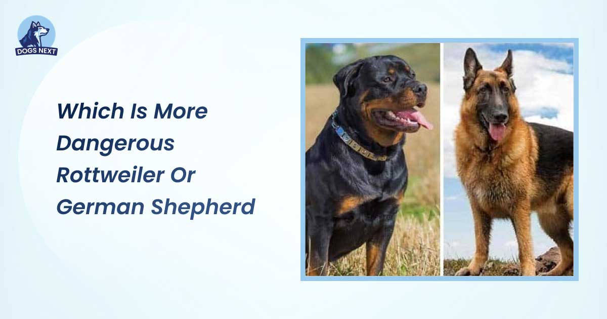 Which is More Dangerous: Rottweiler Or German Shepherd