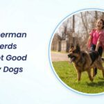 Why German Shepherds Are Not Good Family Dogs