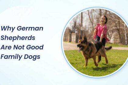 Why German Shepherds Are Not Good Family Dogs