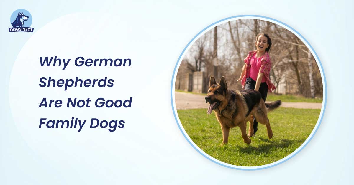 Why German Shepherds Are Not Good Family Dogs