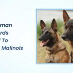 Are German Shepherds Related to Belgian Malinois