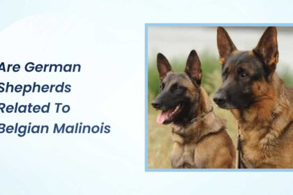 Are German Shepherds Related to Belgian Malinois