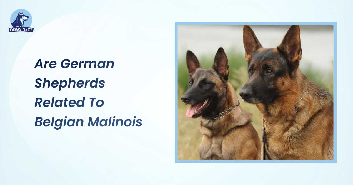 Are German Shepherds Related to Belgian Malinois