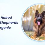 are long haired german shepherds hypoallergenic