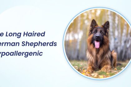 are long haired german shepherds hypoallergenic