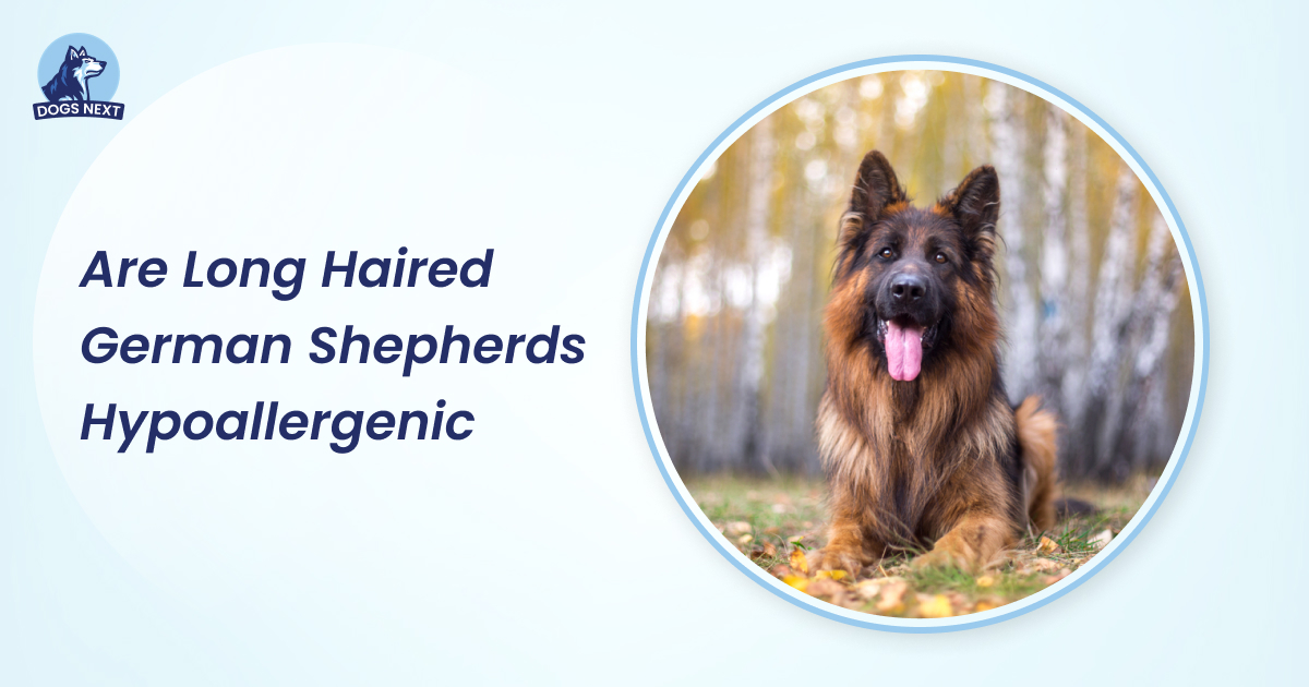 are long haired german shepherds hypoallergenic