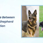 difference between german shepherd and alsatian