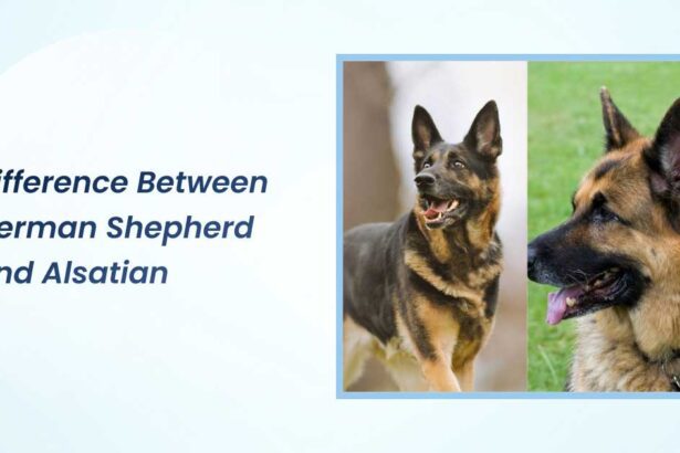 difference between german shepherd and alsatian