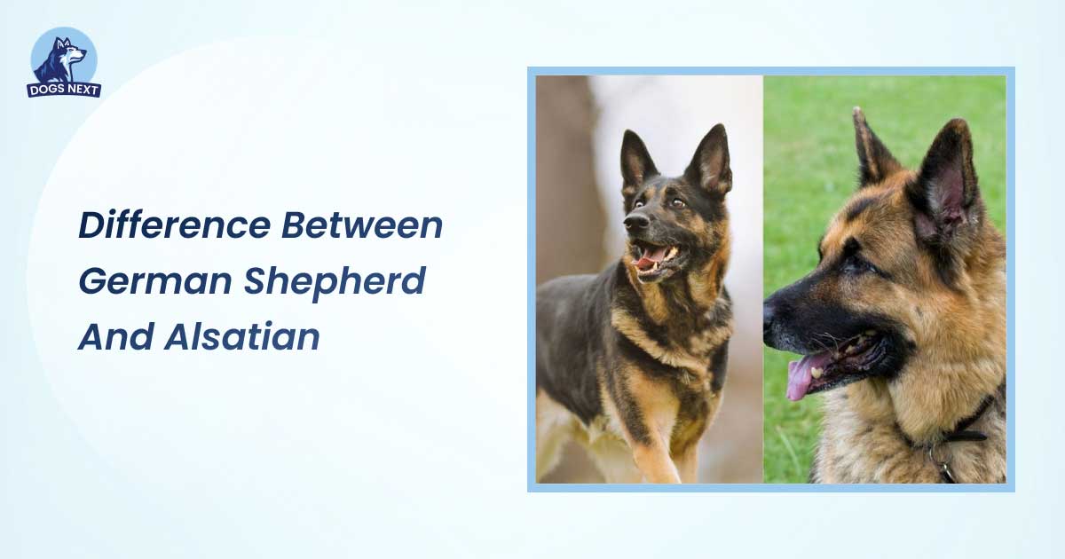 difference between german shepherd and alsatian