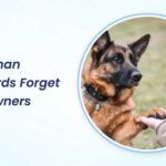 Do German Shepherds Forget Their Owners