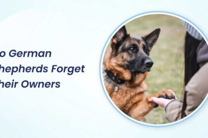 Do German Shepherds Forget Their Owners