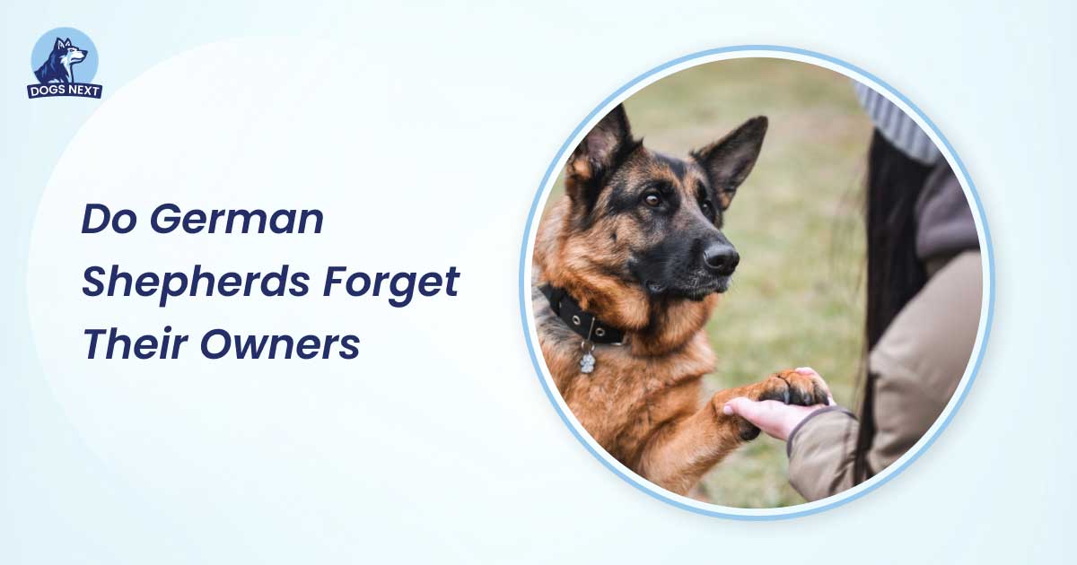 Do German Shepherds Forget Their Owners