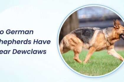 do german shepherds have rear dewclaws