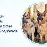 do german shepherds recognize other german shepherds