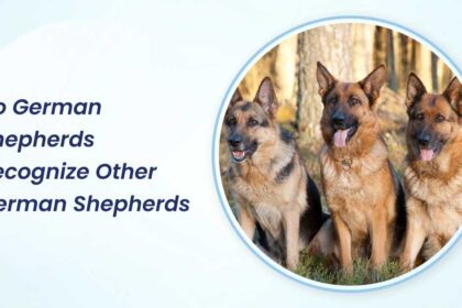 do german shepherds recognize other german shepherds