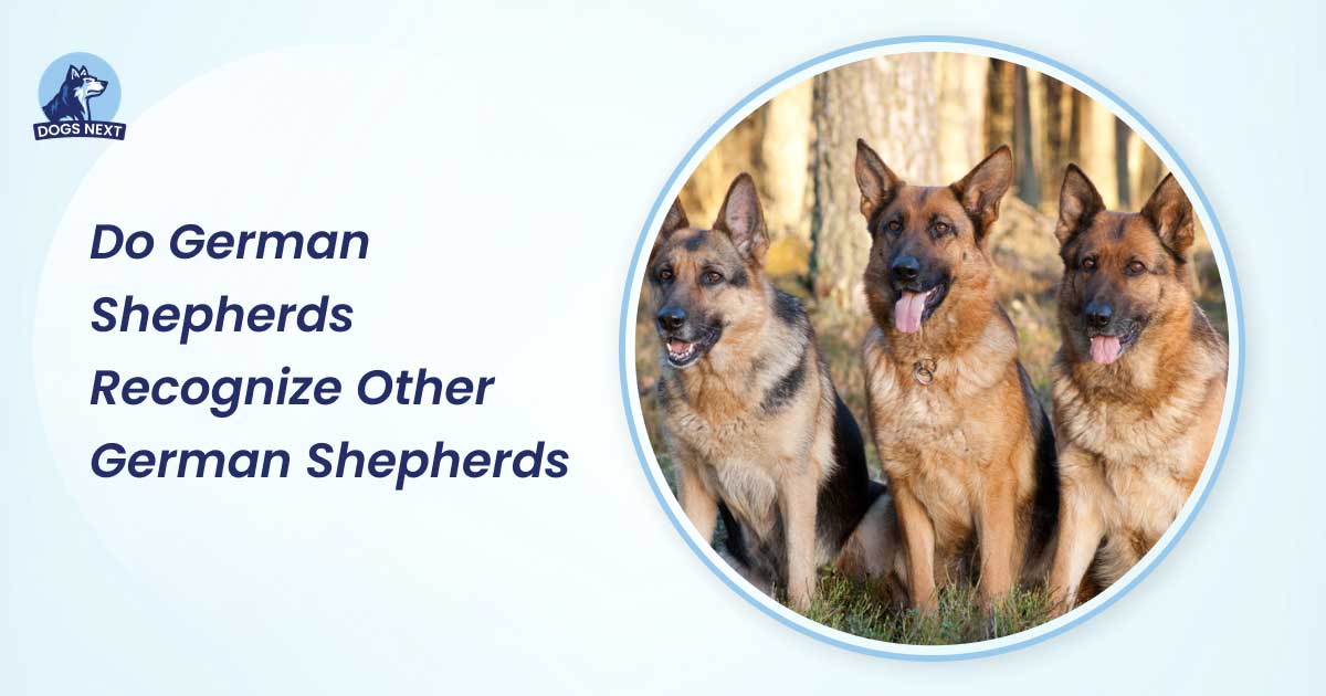 do german shepherds recognize other german shepherds