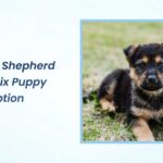 german shepherd husky mix puppy for adoption