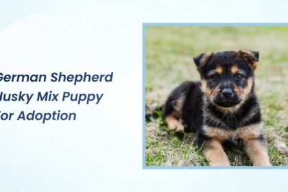 german shepherd husky mix puppy for adoption