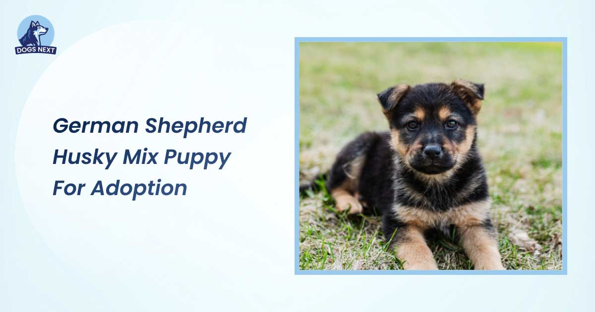 german shepherd husky mix puppy for adoption