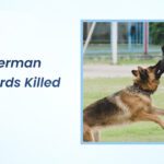 have german shepherds killed people