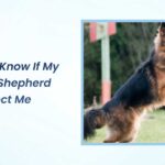 how do i know if my german shepherd will protect me