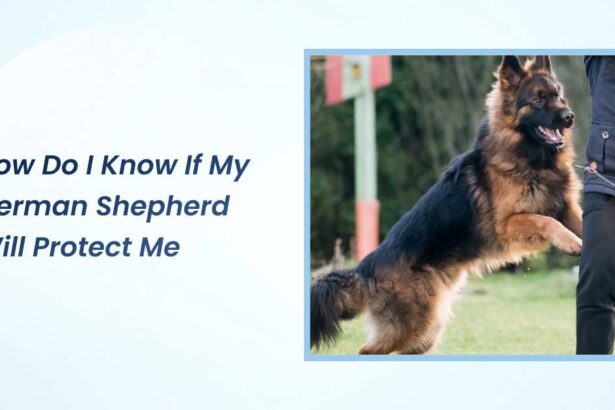 how do i know if my german shepherd will protect me