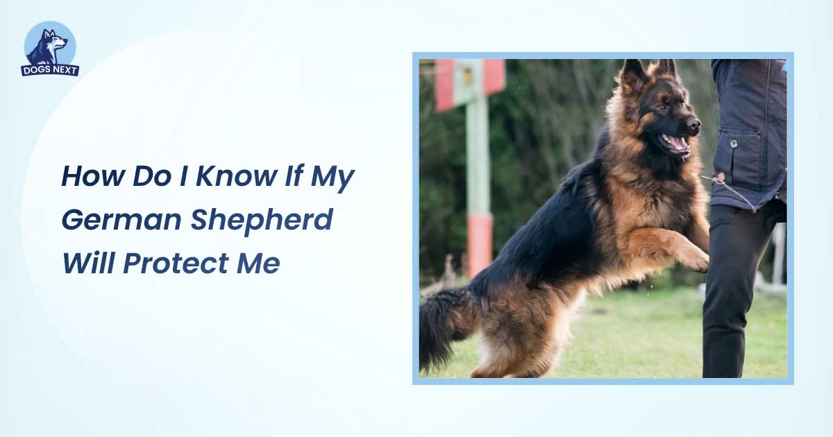 how do i know if my german shepherd will protect me