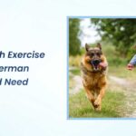 how much exercise does a german shepherd need