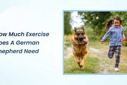 how much exercise does a german shepherd need