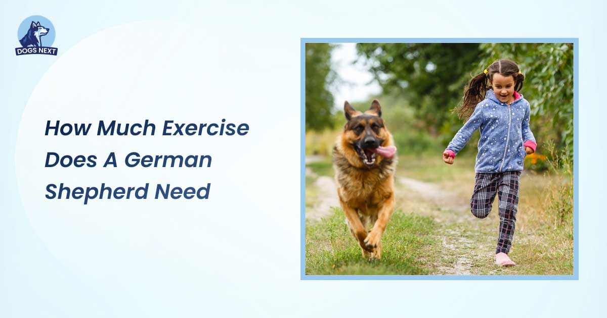 how much exercise does a german shepherd need