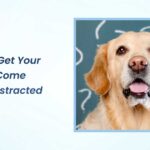 how to get your dog to come when distracted