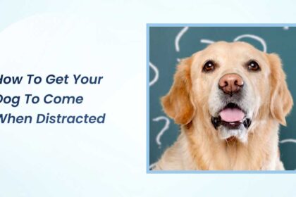 how to get your dog to come when distracted