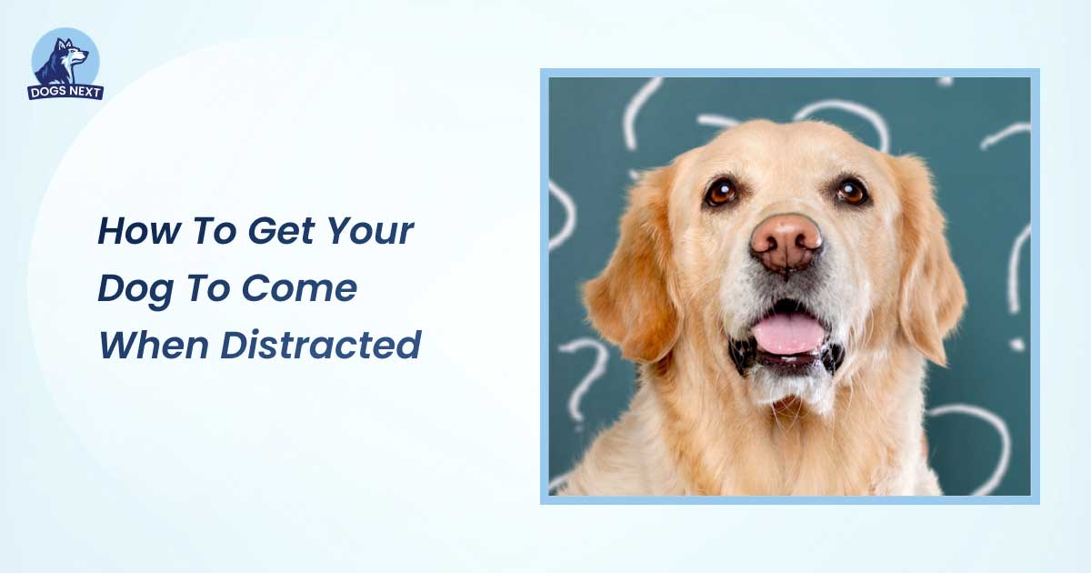 how to get your dog to come when distracted