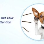 how to get your dogs attention sound