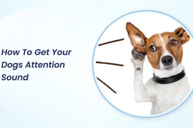 how to get your dogs attention sound