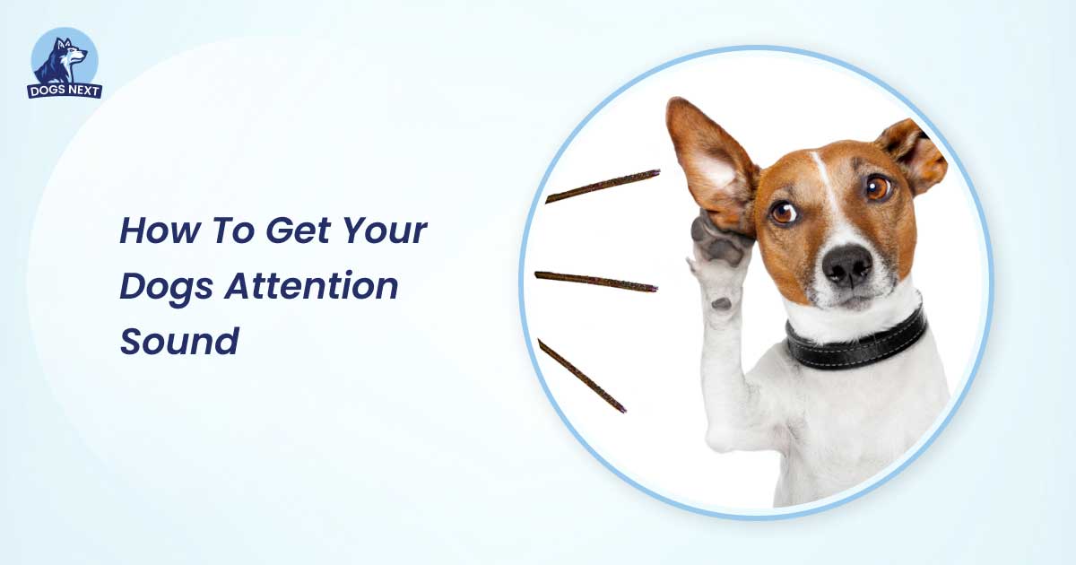 how to get your dogs attention sound