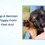 How to Stop a German Shepherd Puppy from Biting Your Feet And Hands