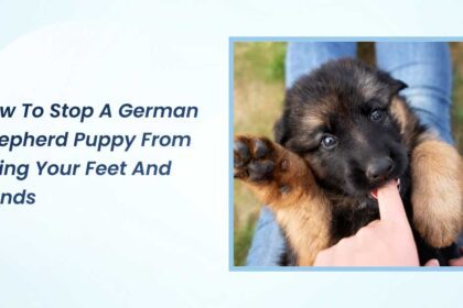 How to Stop a German Shepherd Puppy from Biting Your Feet And Hands