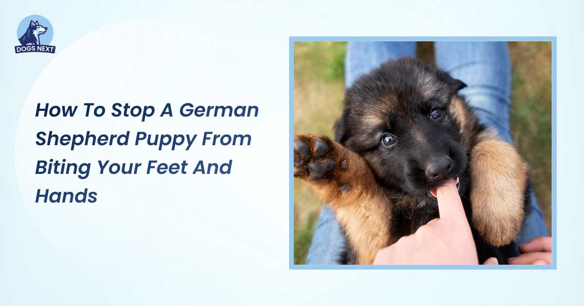 How to Stop a German Shepherd Puppy from Biting Your Feet And Hands