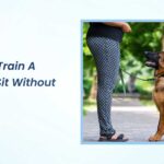 how to train a dog to sit without treats