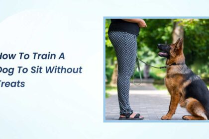 how to train a dog to sit without treats