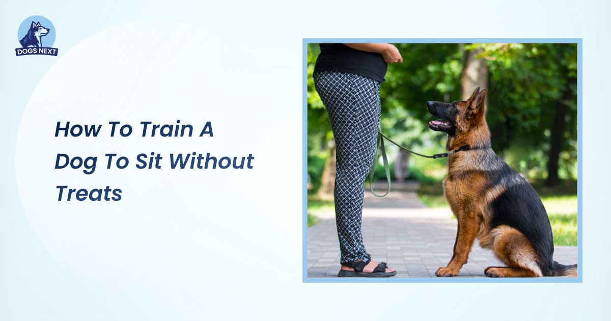 how to train a dog to sit without treats