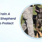 How to Train a German Shepherd Puppy to Protect You