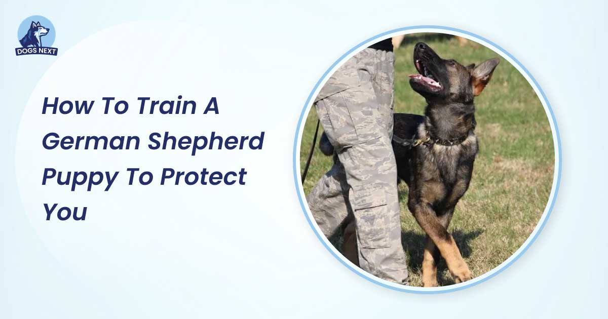 How to Train a German Shepherd Puppy to Protect You