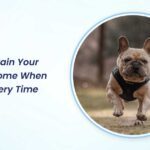 how to train your dog to come when called every time