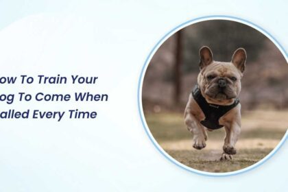 how to train your dog to come when called every time