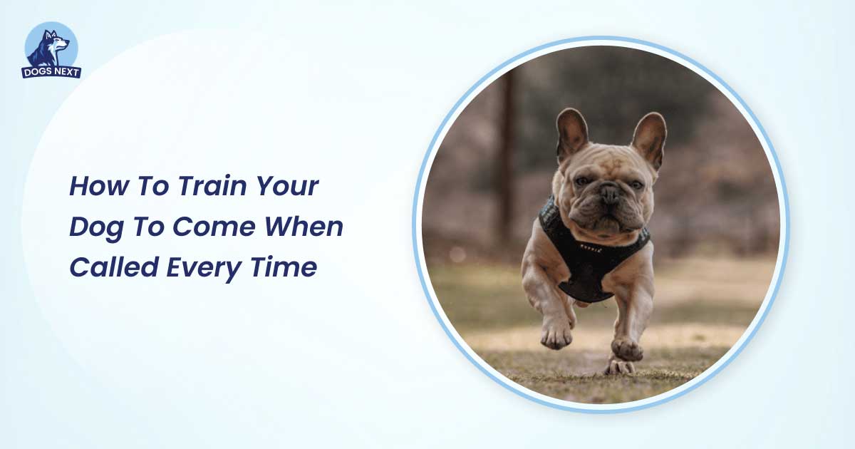 how to train your dog to come when called every time