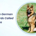 why are german shepherds called alsatians