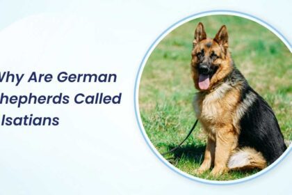 why are german shepherds called alsatians